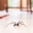 10 natural ways to keep spiders out of