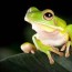 green tree frog care sheet reptile centre