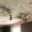 ceiling mold growth learn the cause