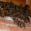 a bat roost in your house
