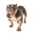 all about the pocket bully breed