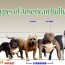 american bully types and their prices