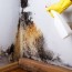 how much does mold removal cost