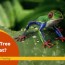 what do tree frogs eat 4 rules for