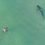 drone video of shark next to swimmers