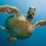 hawksbill sea turtles reptiles