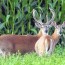 pennsylvania archery deer season almost