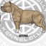 abkc judge look for in a american bully