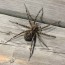dock spider dolomedes tenebrosus