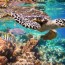 protect endangered sea turtles