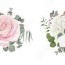 vector flower set white and pink roses
