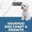 havapoo size chart interactive weight