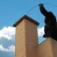 how much does a chimney sweep cost in