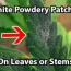 white powdery mildew on cans plants