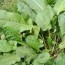 learn about getting rid of curly dock weeds