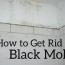 how to get rid of black mold the easy