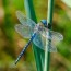 dragonflies are the perfect model for