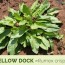 yellow dock facts and health benefits
