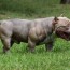 american bully xl price weight and