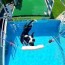 fun facts about dog dock jumping