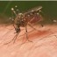 mosquito control management services