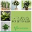 top 7 bedroom plants that induce sleep