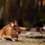 5 simple ways to get rid of mice