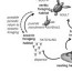generalized sea turtle life cycle