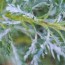 how to get rid of powdery mildew on plants