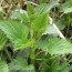 stinging nettle one of the most