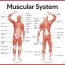 muscle testing chiropractor in lake