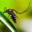 mosquito control for warmer weather