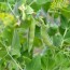 peas wilting and other pea growing problems