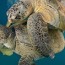 sea turtles facts and information