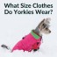 what size clothes do yorkies wear