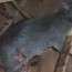 how do i get rats out of my garage