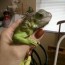 how to feed your pet iguana without