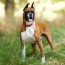 boxer dog breed characteristics care