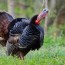 why wild turkeys need help garden gun