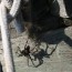 dock spider nightmare cottage tips