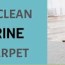 clean pet urine from carpet naturally