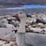 3 d sentry snow goose decoys by