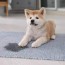 how to get pet stains out of carpet hgtv