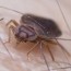 how to get rid of bed bugs planet natural