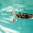 turtle lagoon exhibition maui ocean
