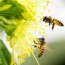 honeybee drones have congregational