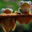 tree frog t feeding guide for
