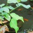 small garden pond from a container