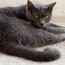 chartreux cat breed information
