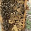 nuc creation in full swing beekeeping
